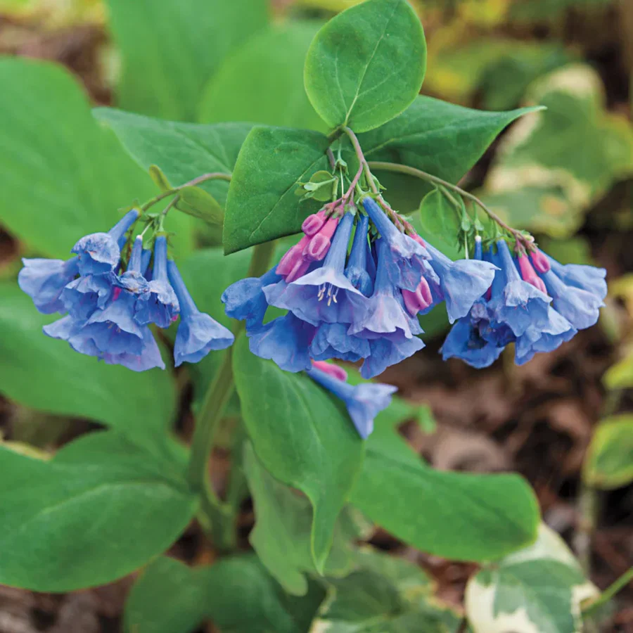 Virginia Bluebells - Image 5