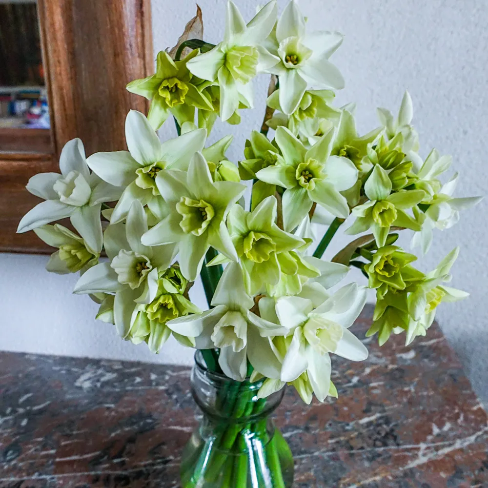 Viridiflora Narcissus Polar Hunter
