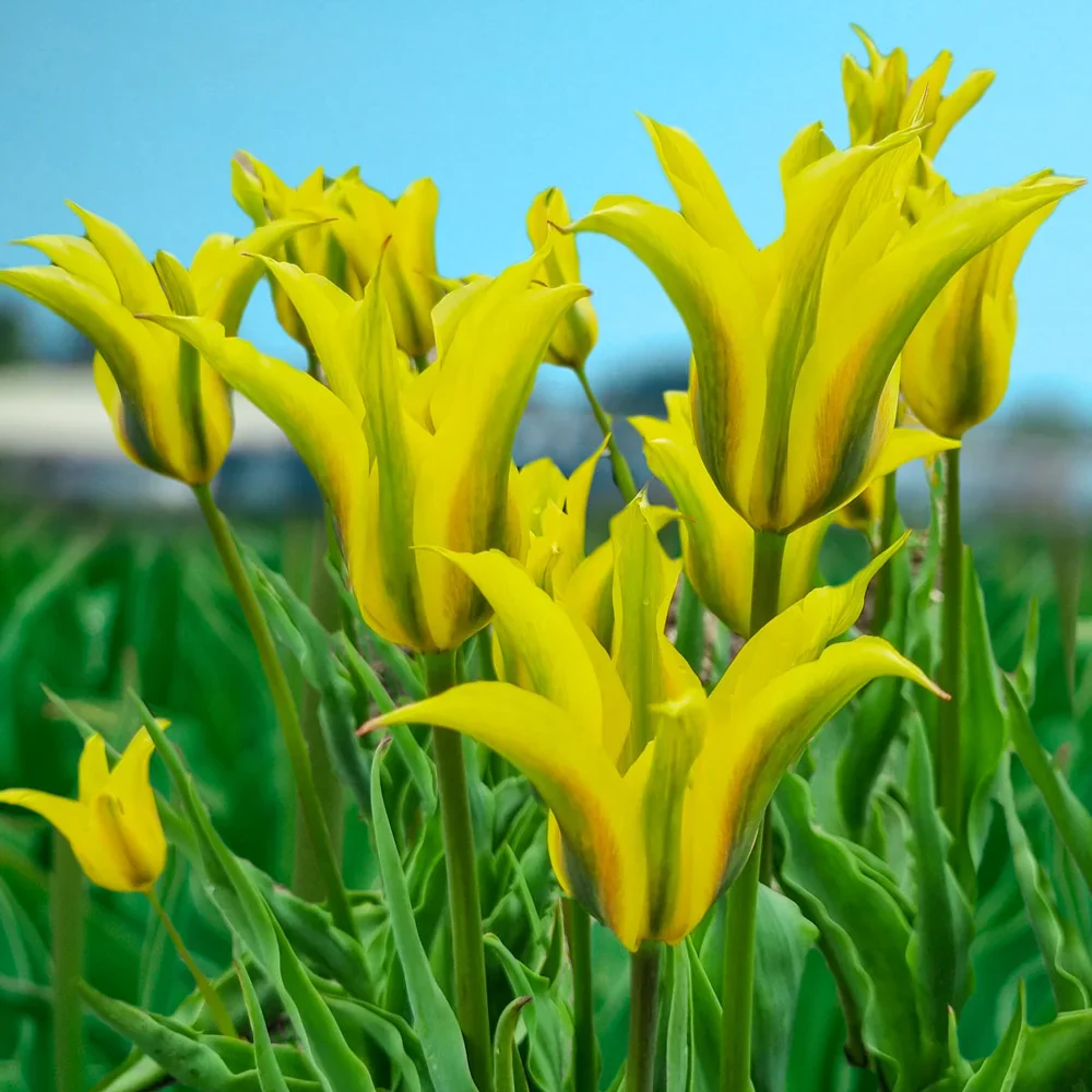 Viridiflora Tulip Formosa