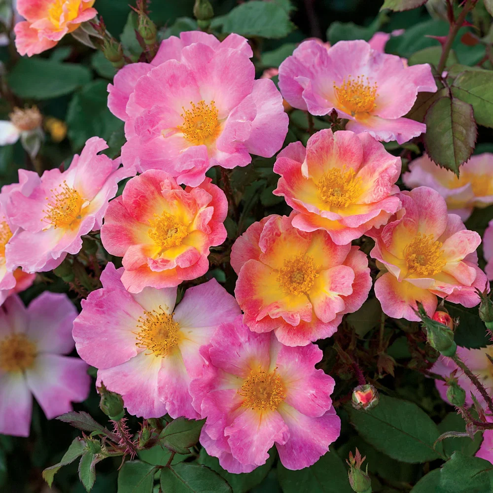Watercolors Home Run Shrub Rose - Image 2