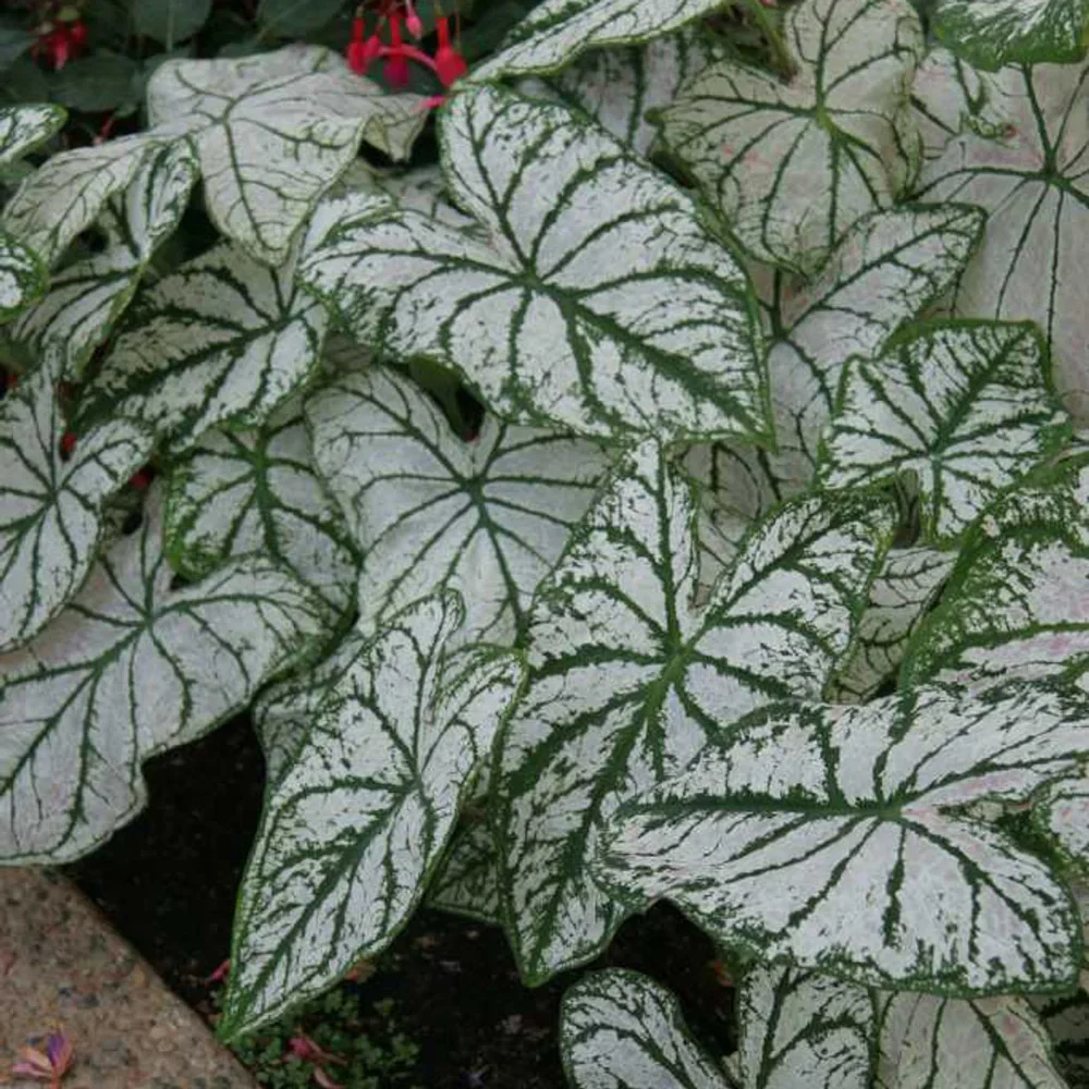 Caladium White Christmas - Image 3