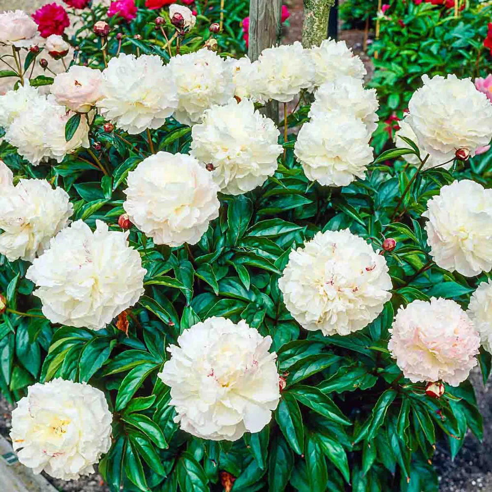 Double Peony White - Image 6