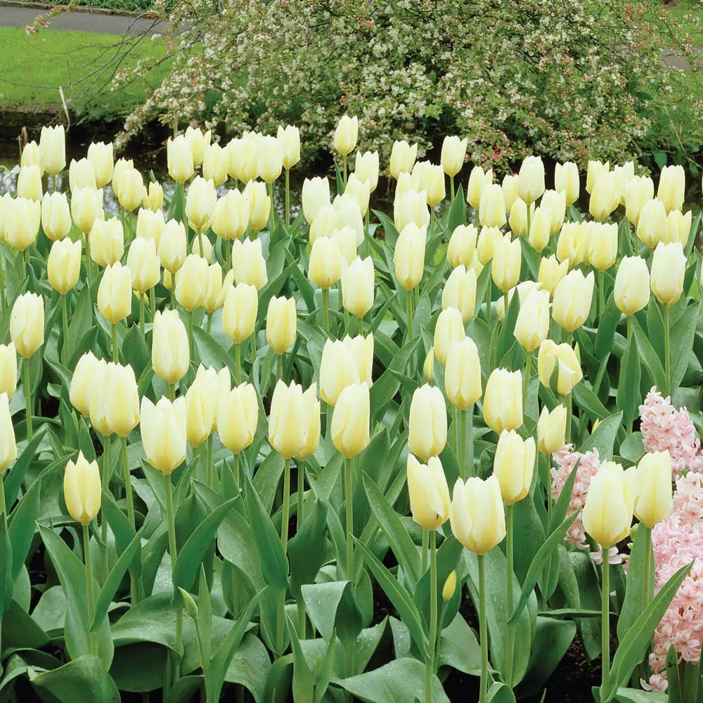 Fosteriana Tulip White Emperor - Image 2