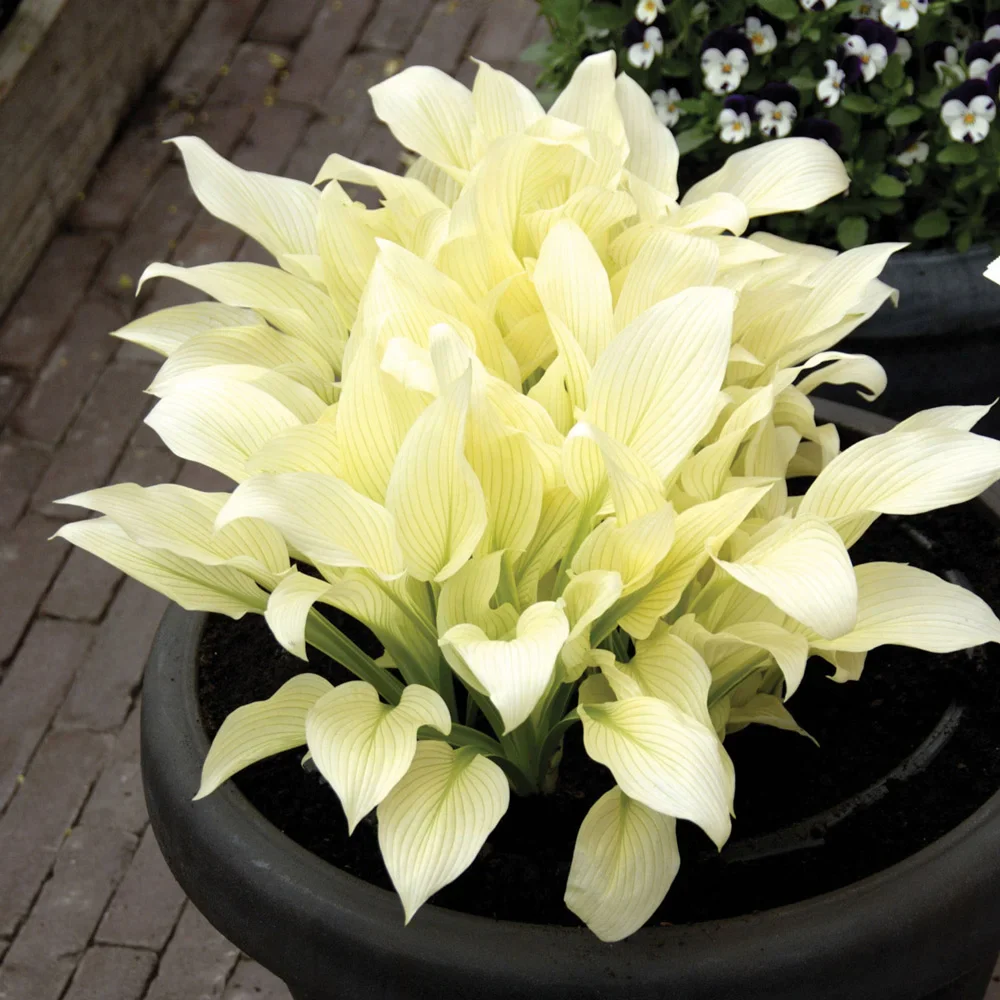 Hosta White Feather