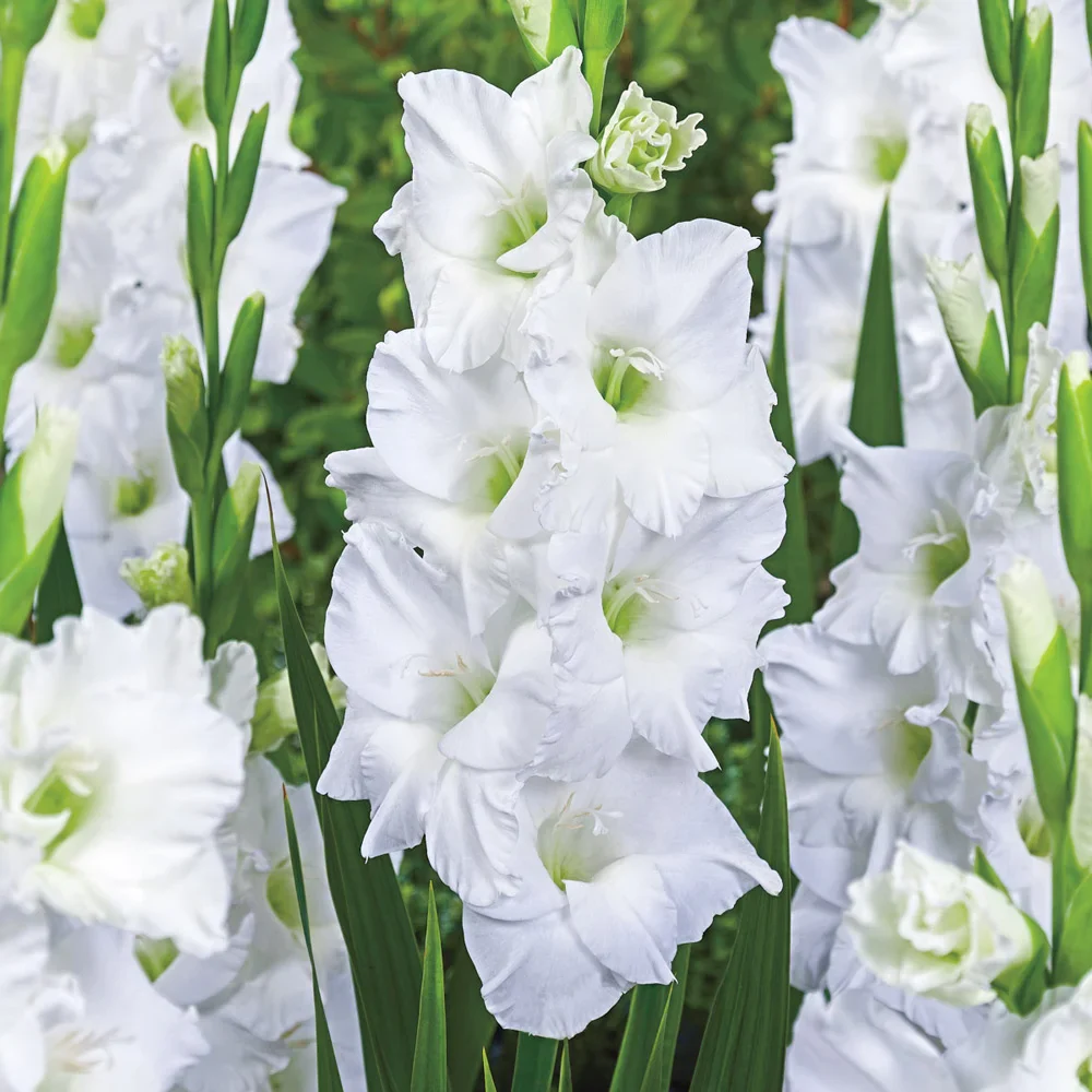 Gladiolus White Prosperity