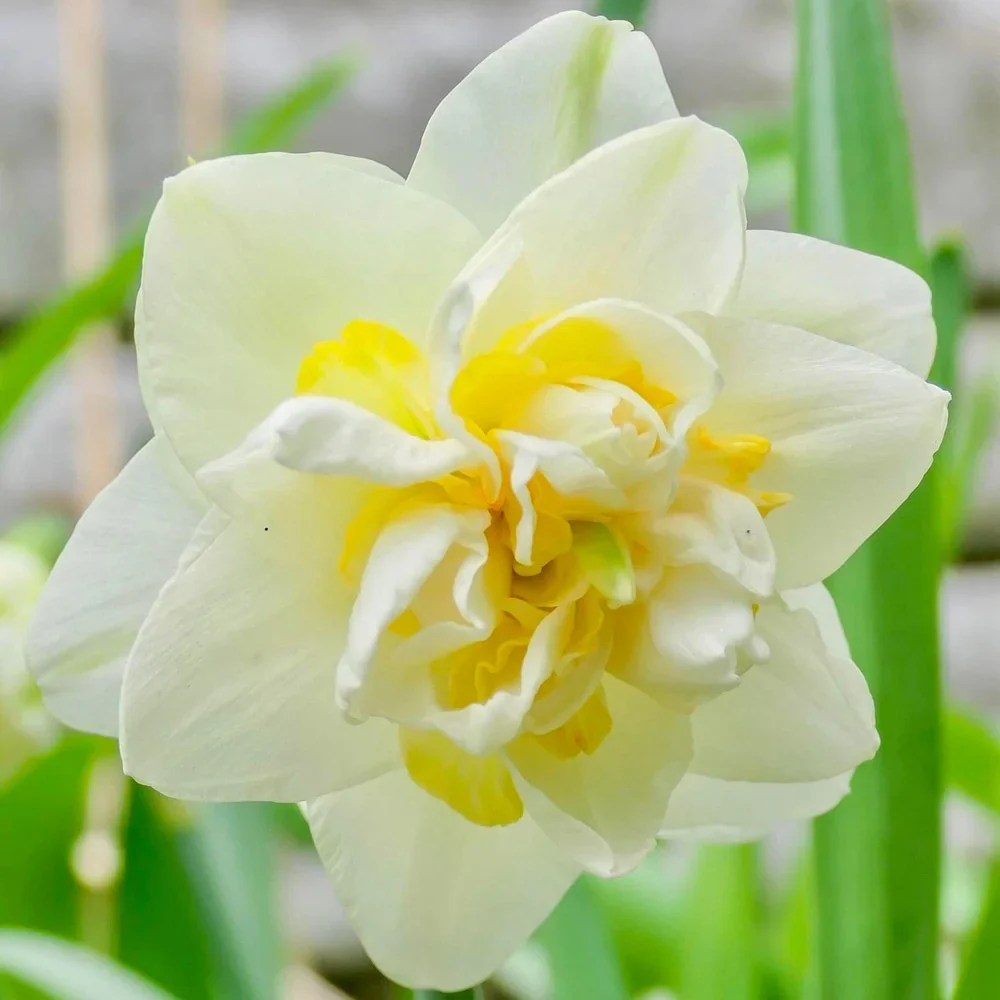 Double Daffodil White Lion - Image 2