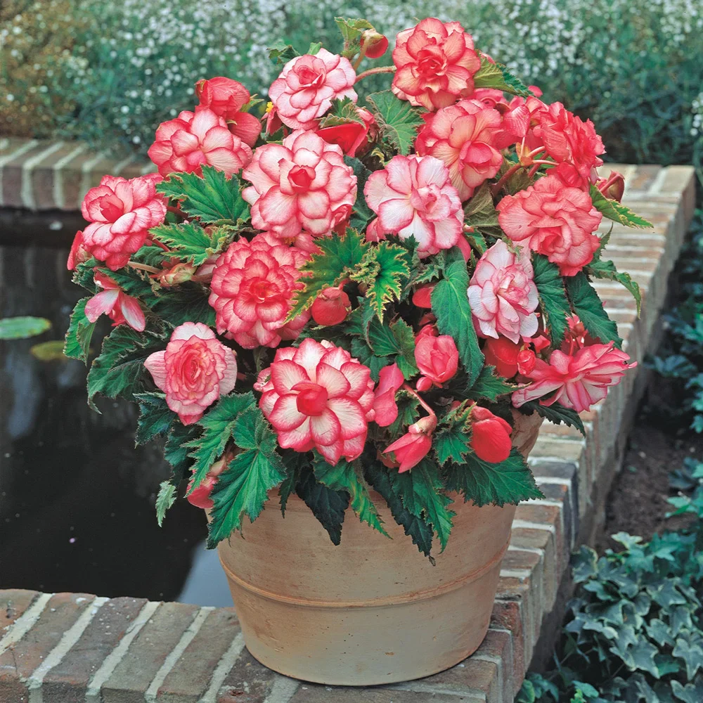 Picotee Begonias White-Red