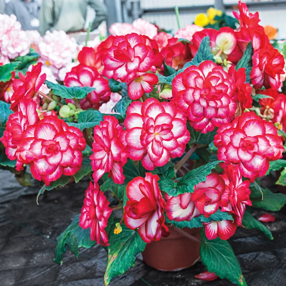 Picotee Begonias White-Red - Image 3