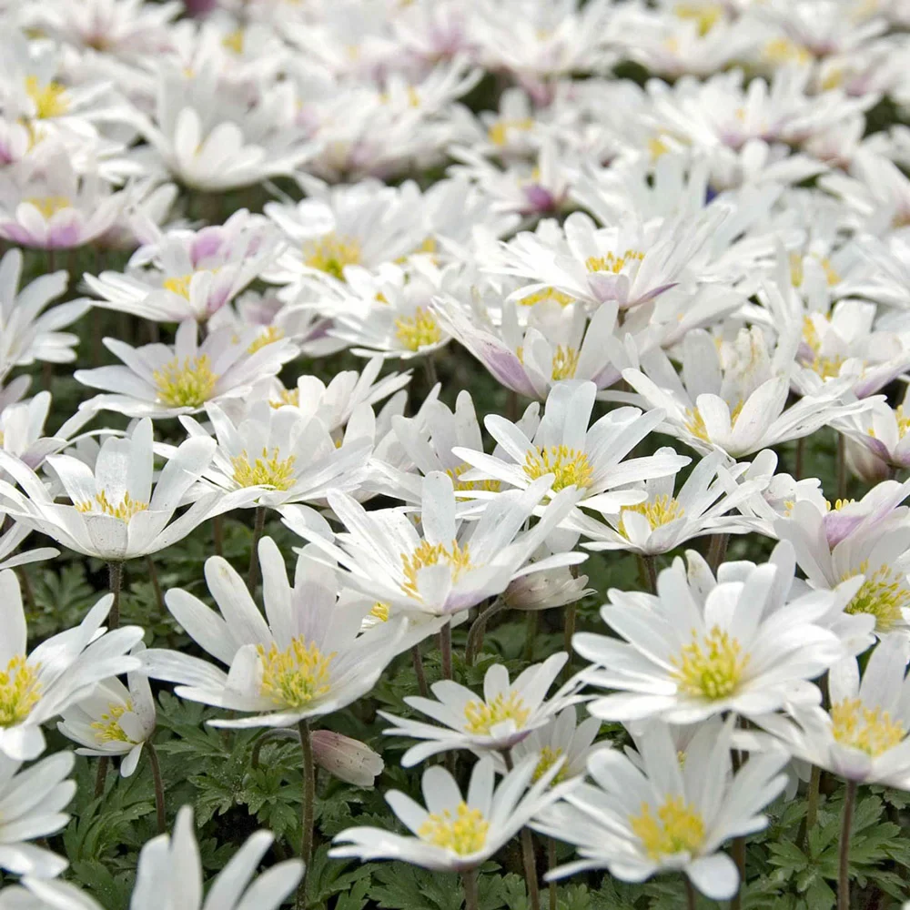 Anemone Blanda White Splendour