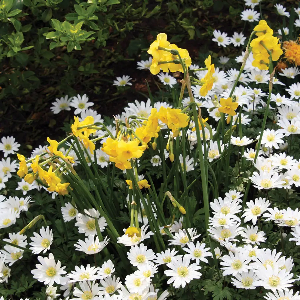 Anemone Blanda White Splendour - Image 4