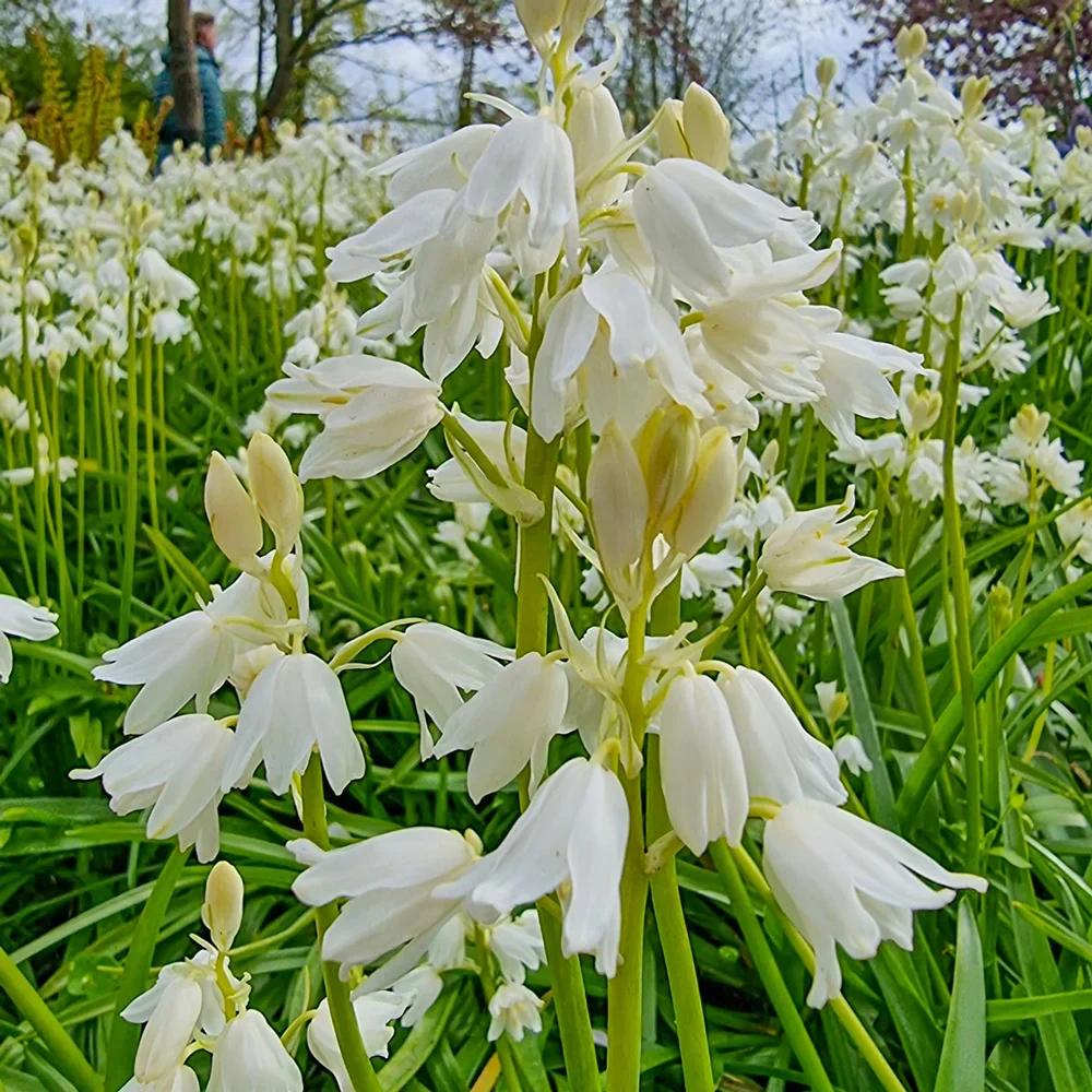 White Wood Hyacinth - Image 2