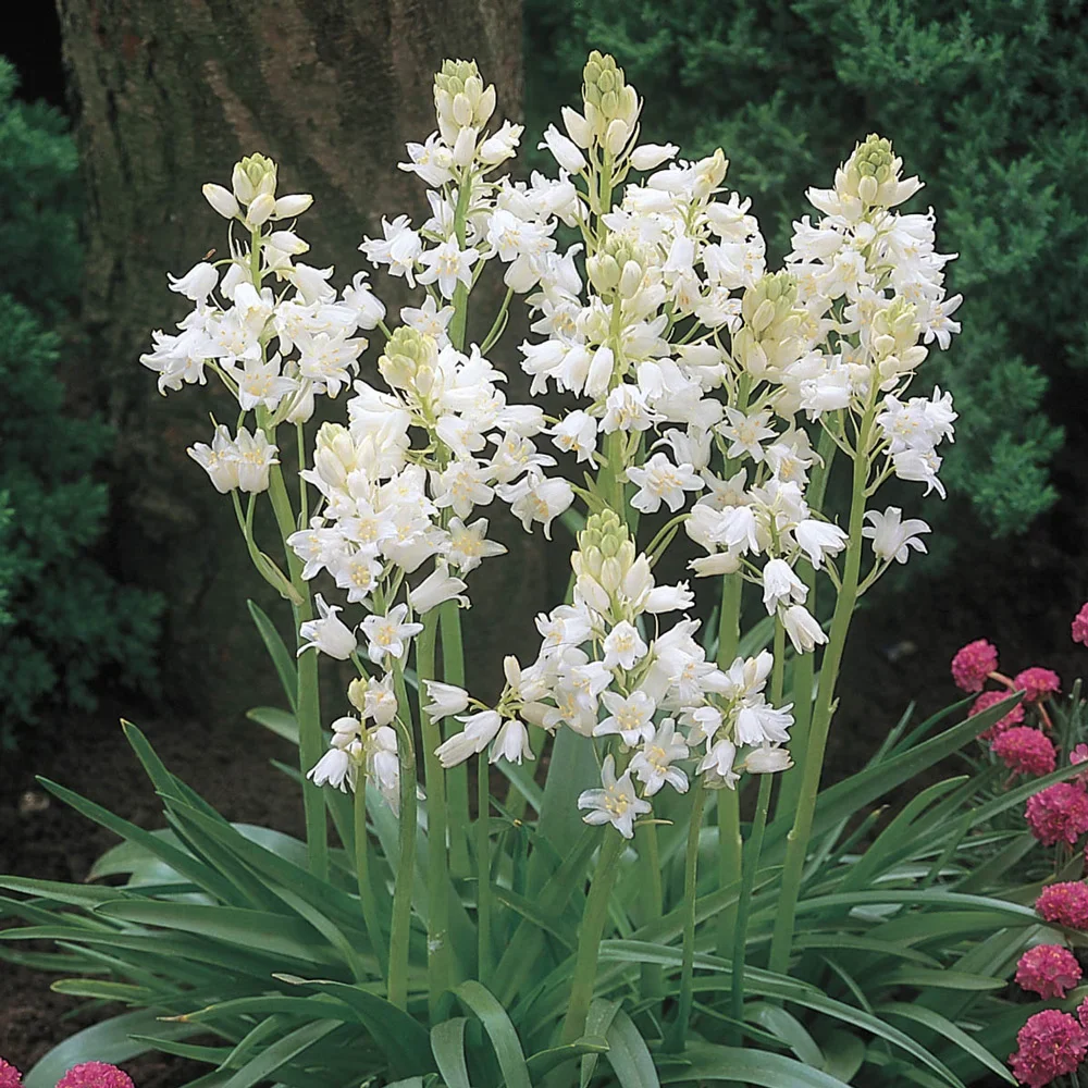 White Wood Hyacinth - Image 4