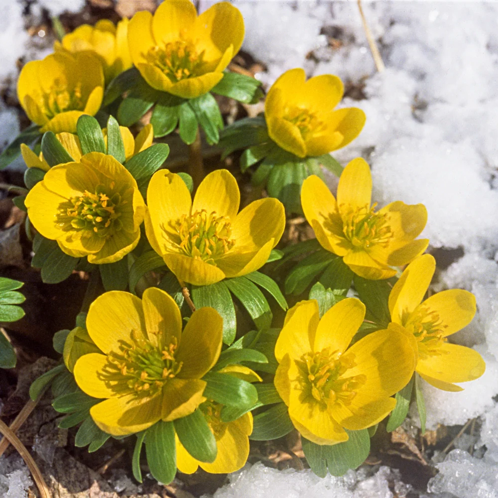 Winter Aconite - Image 5