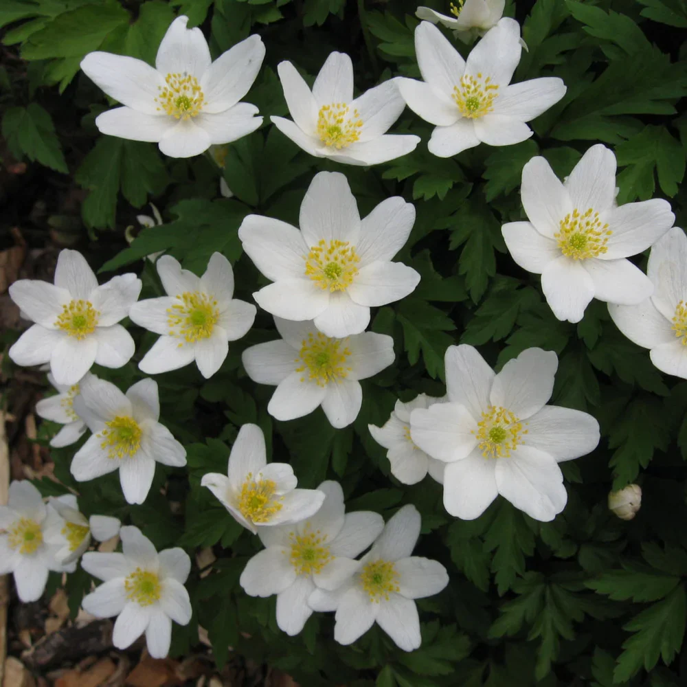 Wood Anemone - Image 3