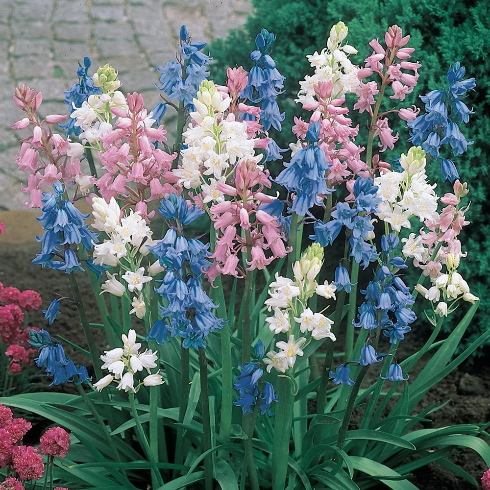 Wood Hyacinth Mix - Hyacinthoides hispanica