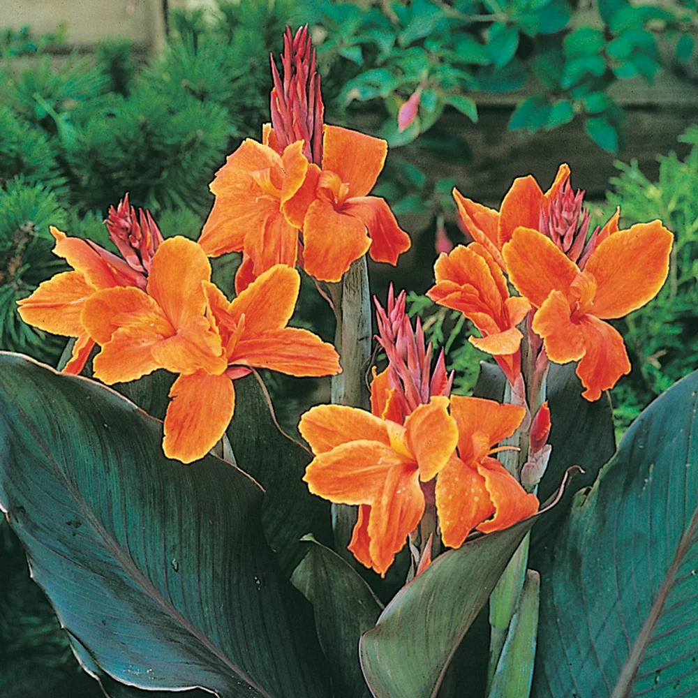 Giant Canna Wyoming