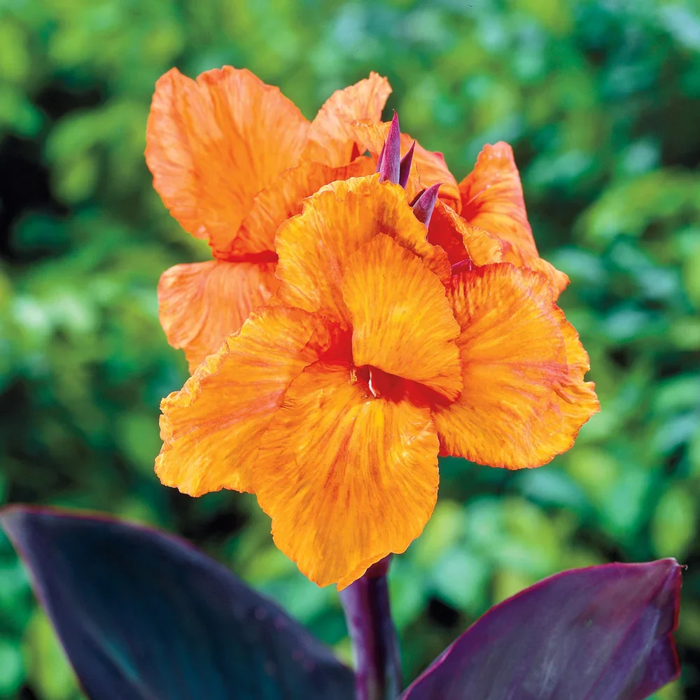 Giant Canna Wyoming - Image 3