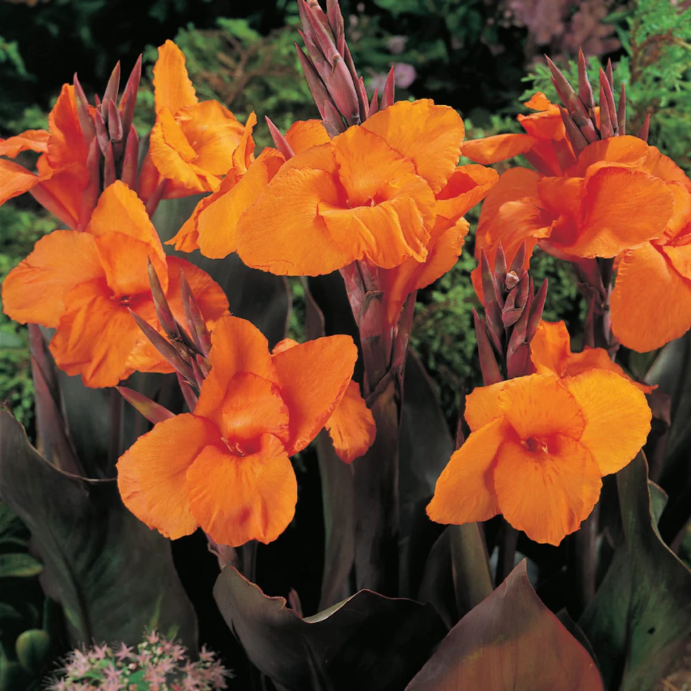 Giant Canna Wyoming - Image 4