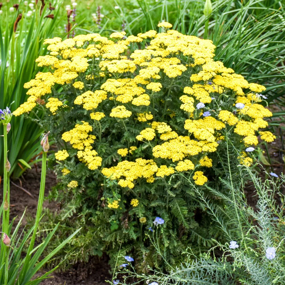Yarrow Firefly Sunshine
