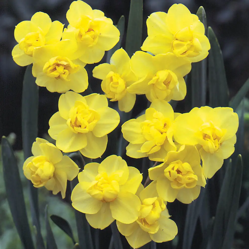 Double Daffodil Yellow Cheerfulness