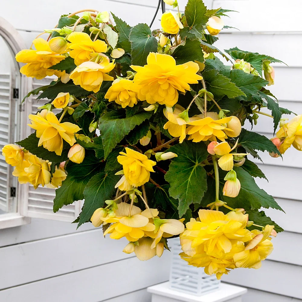 Double Hanging Basket Begonias Yellow
