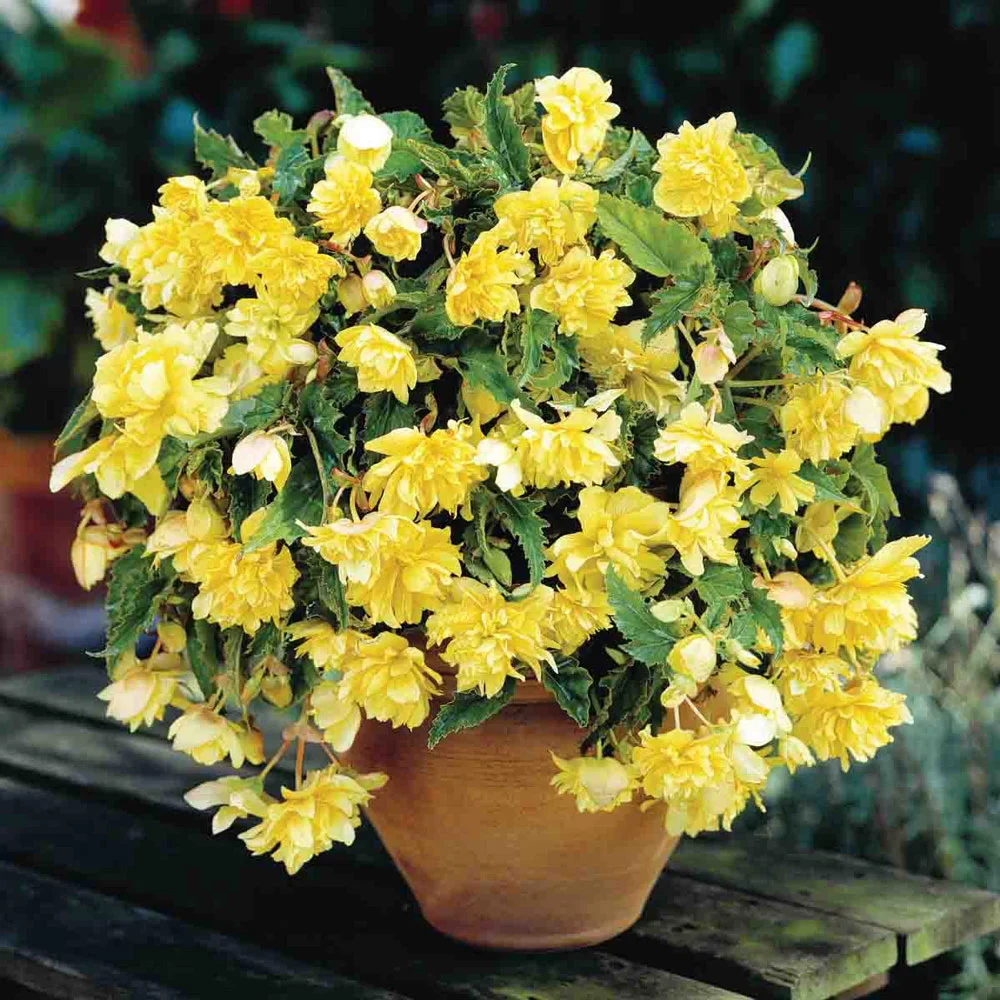 Double Hanging Basket Begonias Yellow - Image 2