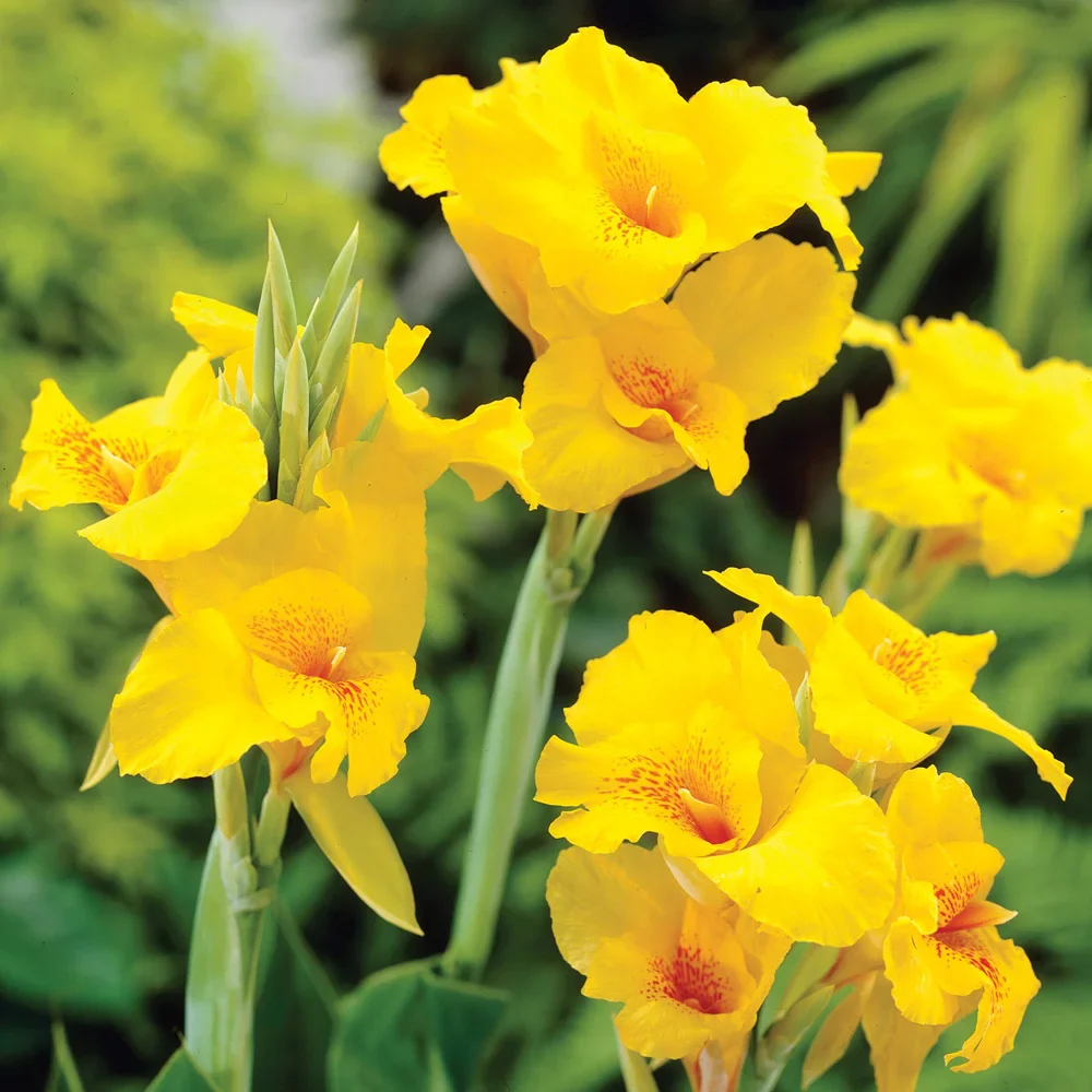 Giant Canna Yellow King Humbert