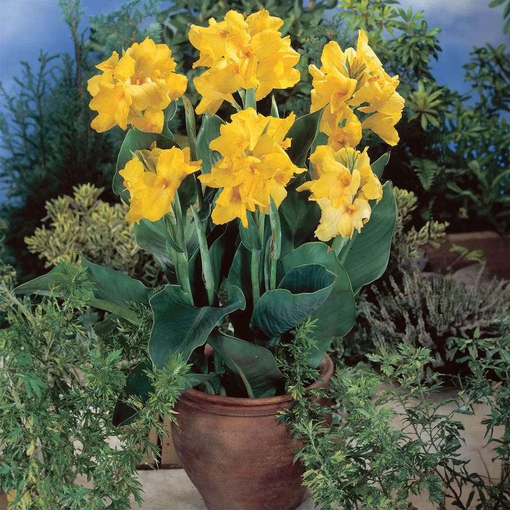 Giant Canna Yellow King Humbert - Image 4