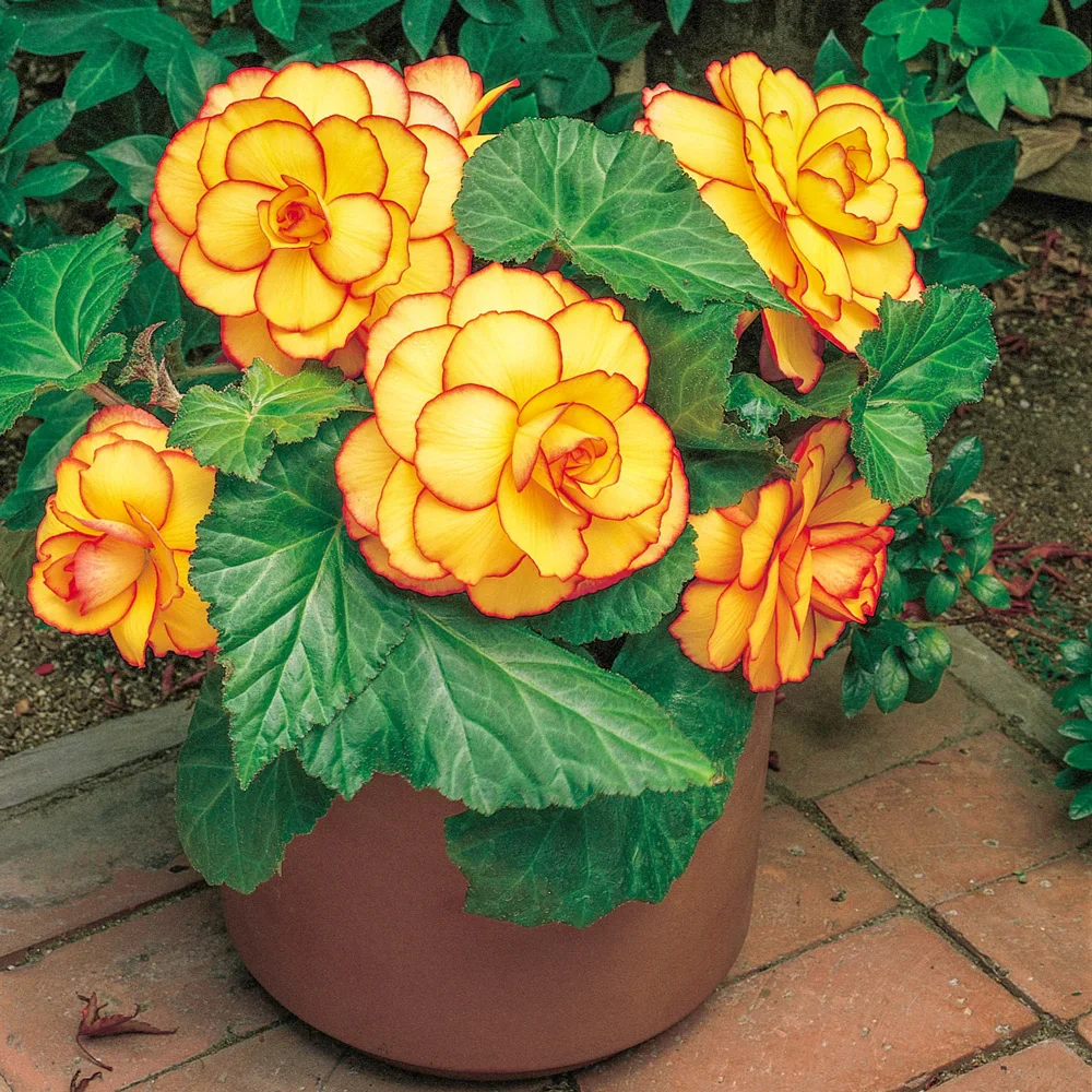 Picotee Begonias Yellow-Red - Image 3