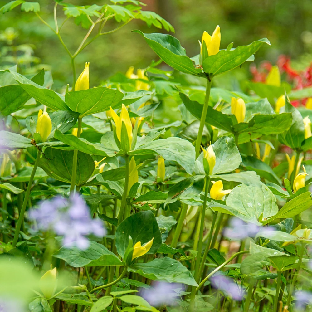 Yellow Trillium - Image 3