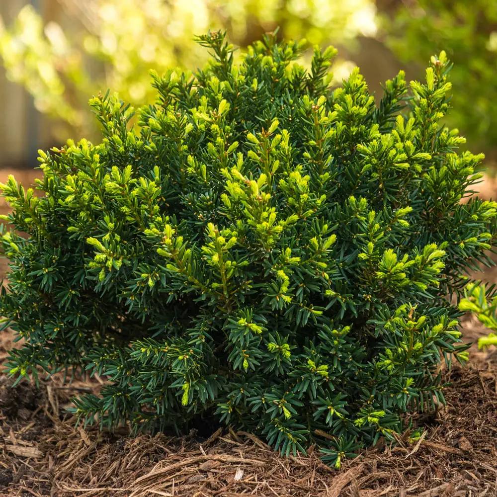 Yew Dark Green Spreader Hedge